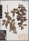 Foto von Salix cinerea L. x Salix nigricans Sm.